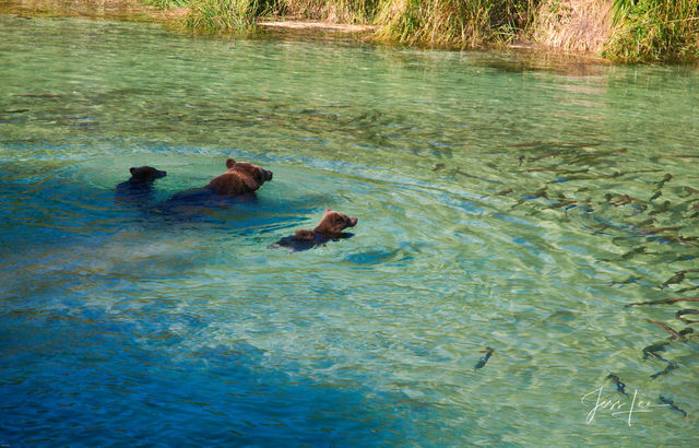 Picture of a Grizzly Bear, Limited Edition Fine Art Photography Print From Jess Lee"s Bear Photo Gallery
