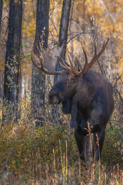 Teton Bull Moose Photo