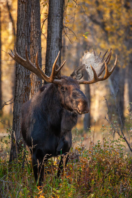 Picture of a Bull moose in fall color. Beautiful Tetom Moose Print