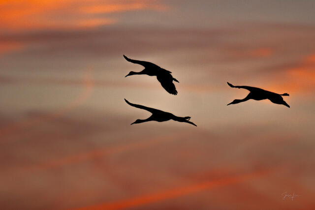 Luxury wall art of New Mexico wildlife. A high-contrast professional photograph showcasing three cranes in a triangular flight formation during a desert sunset.