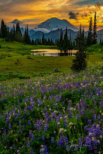 Photo of Mount Rainier at sunset, Washington landscape photography, Pacific Northwest, PNW, lupine, flowers, sunset, sundown, summer, Tipsoo Lake, water, Nation