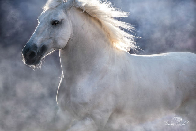 Fine Art Print of a Lusitano Stallion