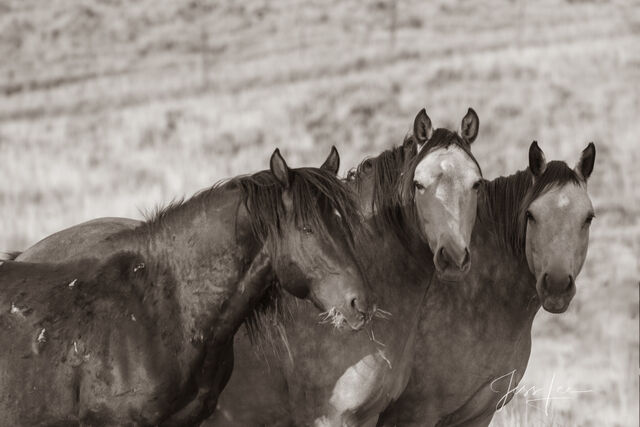 Black and White Wild Horse Trio Photo