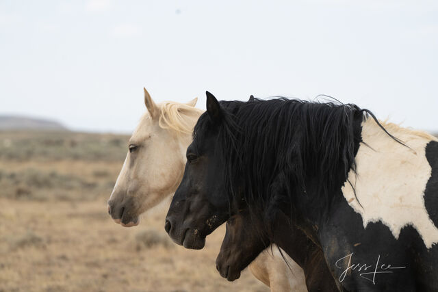 Black and White Wild Horses Photo