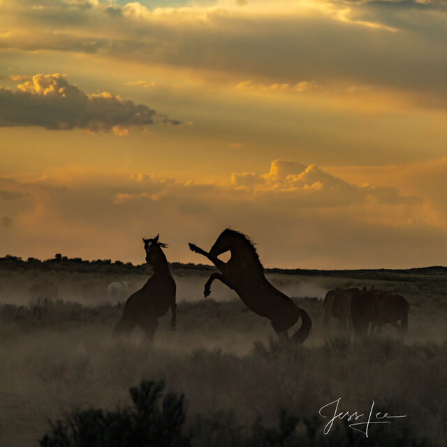 Sundown Fury | Stallions at play