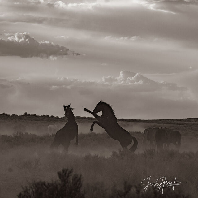 Black and White Wild Stallions fighting