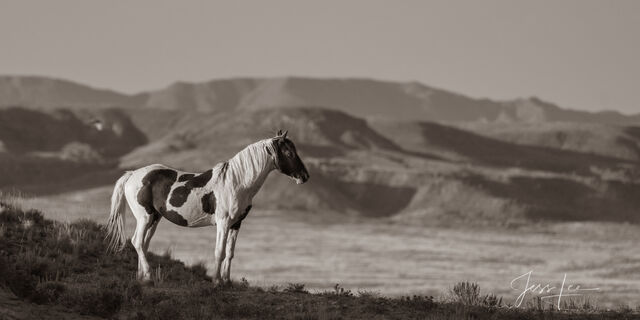 Wild One | Black and White Wild Horse Photo 