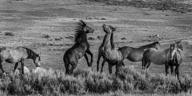 Black & White Wild Horse fight 
