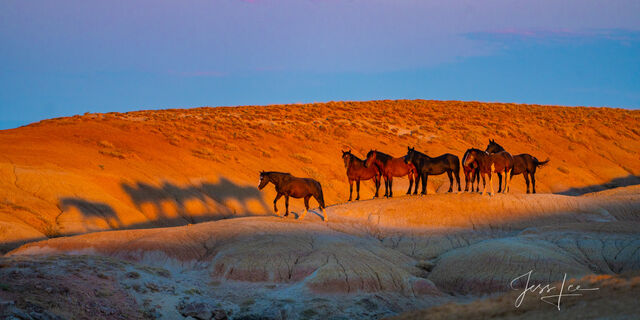  Wild Horse Photography Prints for Sale