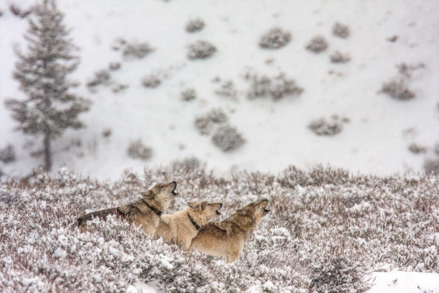 5 Winter Wolf howling in the Snow