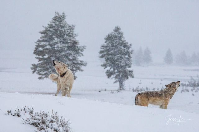 Winter Wolf in the Snow