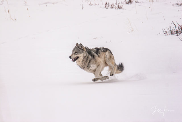 Winter Wolf in the Snow running