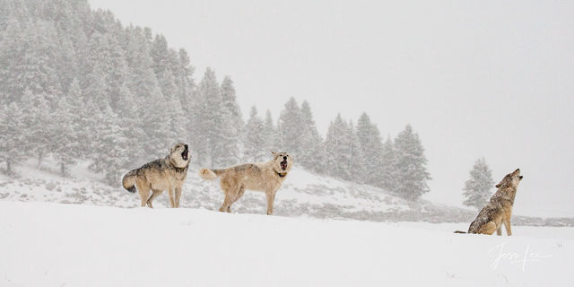 Photo of Winter Wolf pack in the Snow Howling in Yellowstone National Park Fine Art Print.
