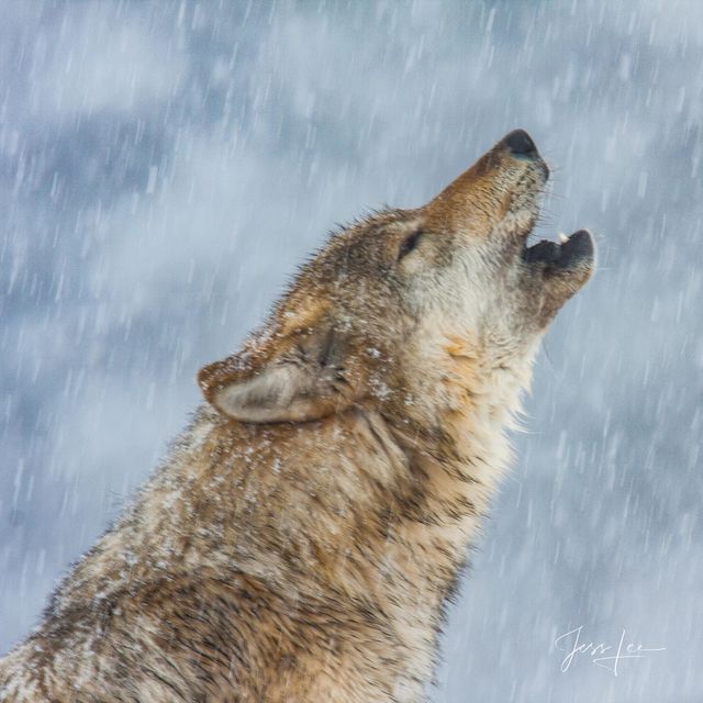 Picture of a Wolf howling inYellowstone National Park