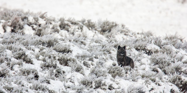 Winter Wolf in the Snow