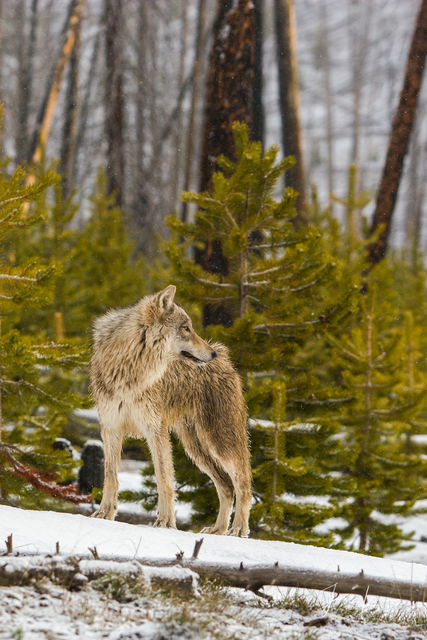 Winter Wolf in the Snow