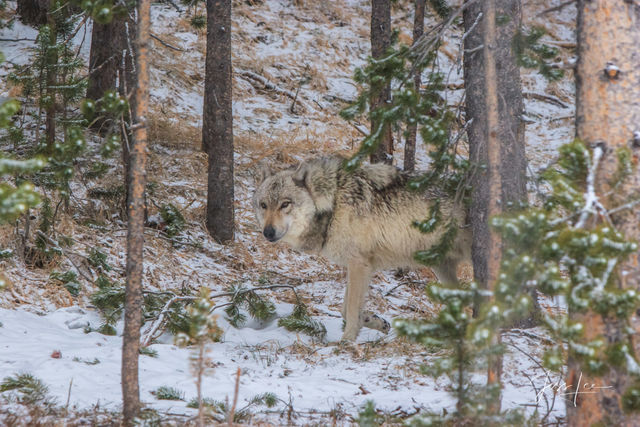 Winter Wolf in the Snow and trees - Yellowstone