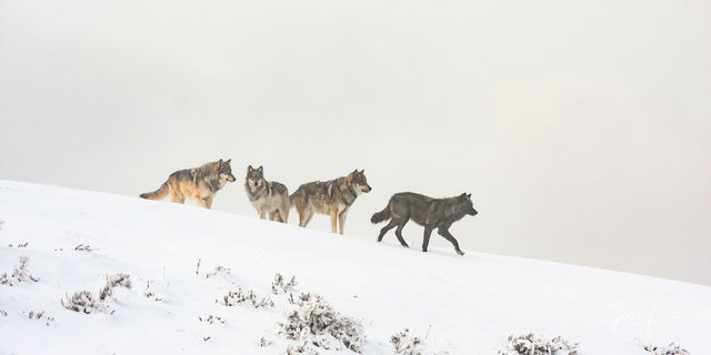 Winter Wolf pack in the Snow