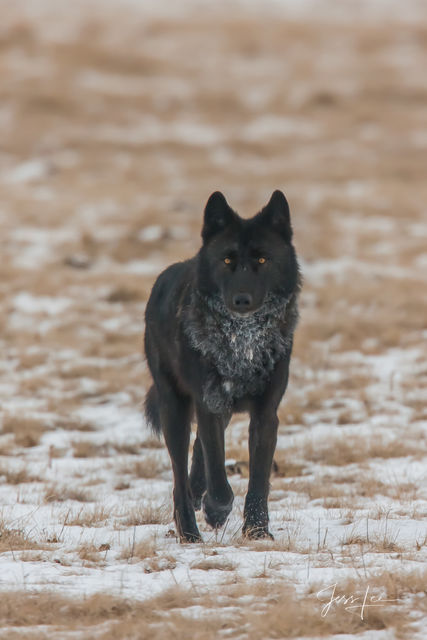Black Winter Wolf in the Snow