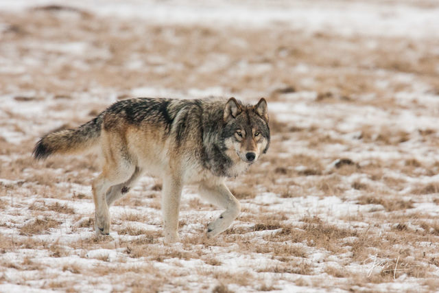 Yellowstone Winter Wolf 2-2