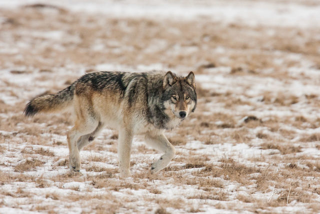 Winter Wolf in the Snow