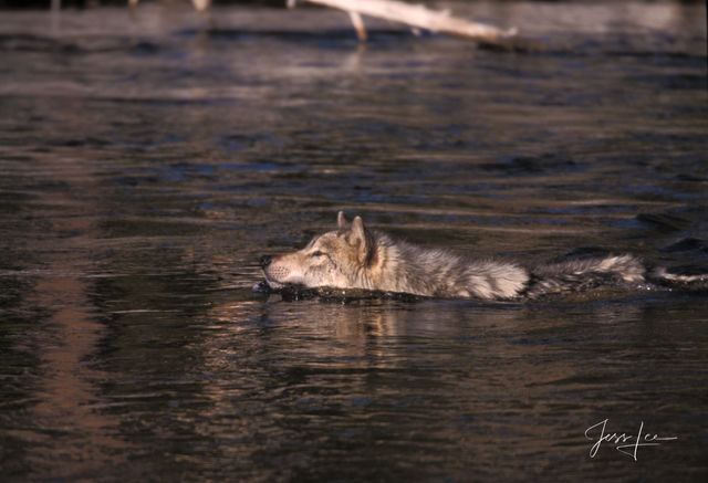 Winter Wolf in the river