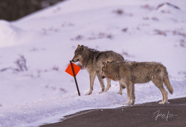 Winter Wolf in the Snow