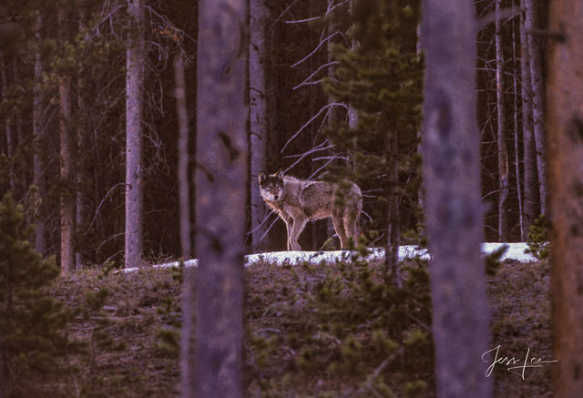 Winter Wolf in the Snow and trees