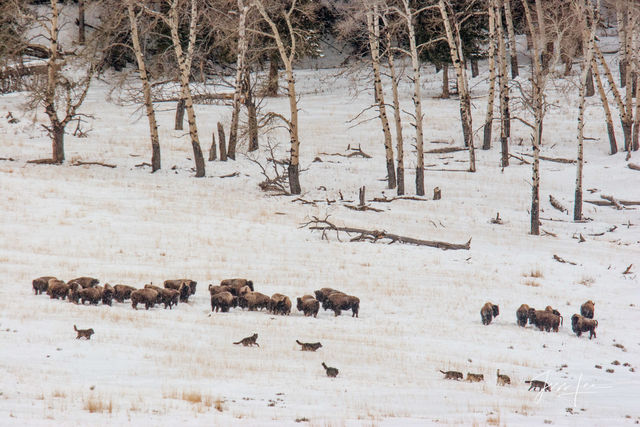 Winter Wolf in the Snow hunting bison