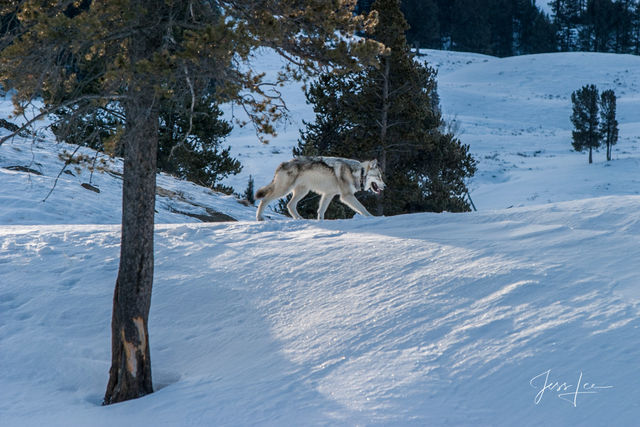 Winter Wolf in the Snow on a ridge