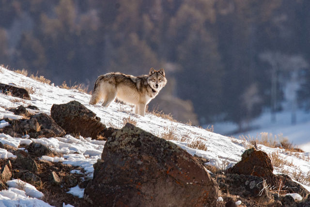 Winter Wolf in the Snow