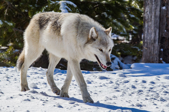 Wolf Photography 101 | How to Photograph Wild Wolves | Photos by Jess Lee