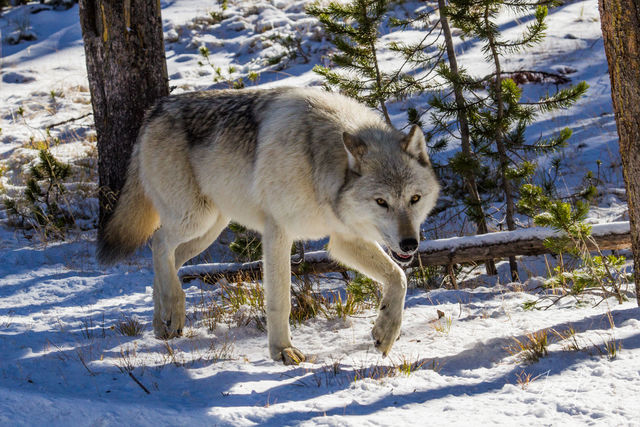 Winter White Wolf in the Snow