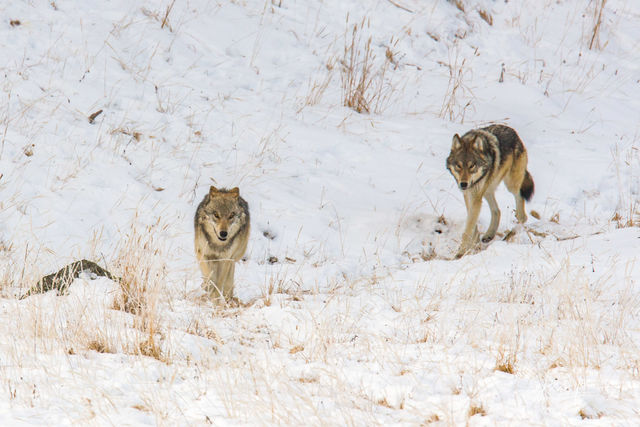 Yellowstone wolf pups playing with alpha pair