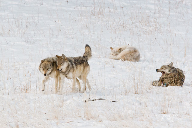 Winter Wolf pups in the Snow