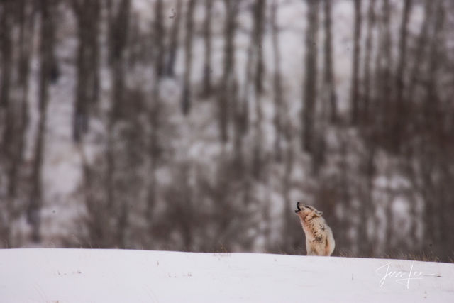 Winter Wolf howling in the Snow