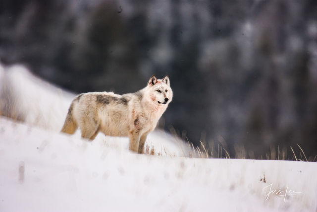 Wolf in Winter 4-9