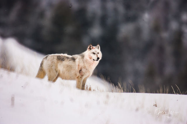 Winter Wolf in the Snow