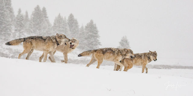 Wolves in the winter howling. Picture of a Wolf pack