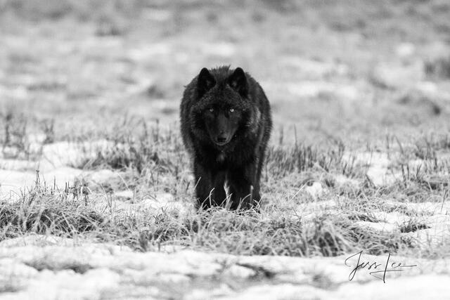 picture od black Wolf staring