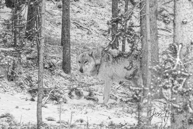 Picture of forest Ghost Wolf