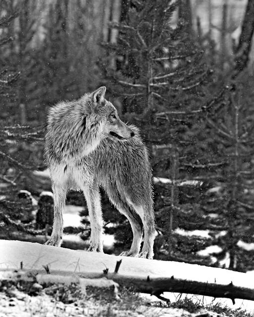 Picture of a wolf on a log