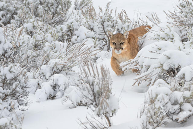 Fine Art Photography Print of a Teton Mountain Lion walking in the snow