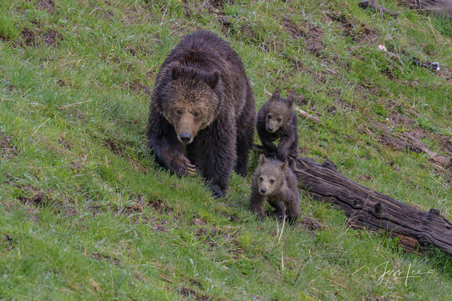 Limited edition fine art print of a protective Yellowstone grizzly sow with her two cubs by Jess Lee.
