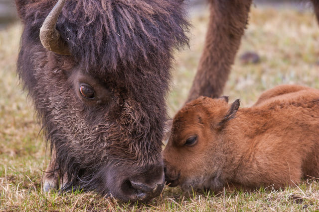 Yellowstone Bison and Calf Fine Art Photography Print.
