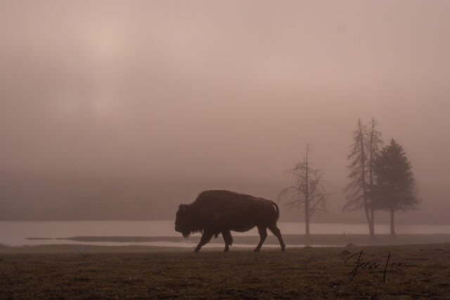 Morning Bison