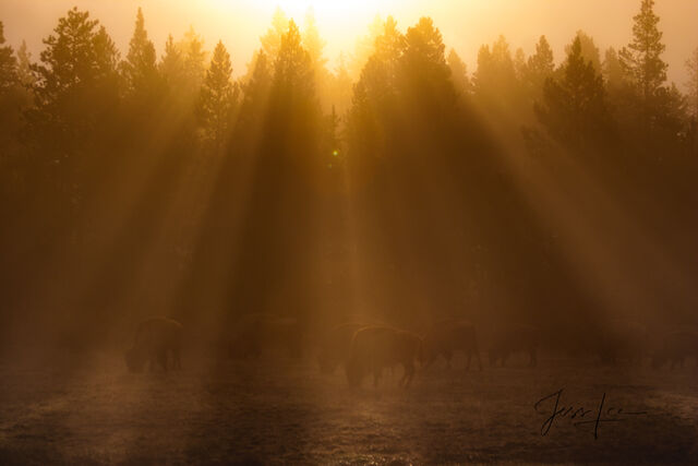 Bison in the sunbeams