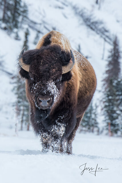 Yellowstone Bison Photography Print in Winter with snow and frost