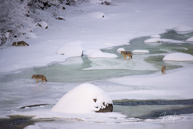 Yellowstone Coyote Photography Print 