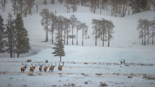 Yellowstone Winter Elk Photography Print